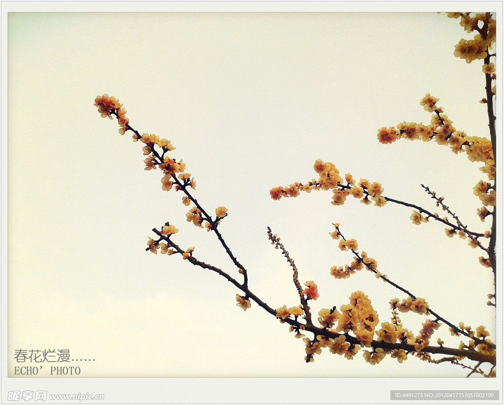 春花