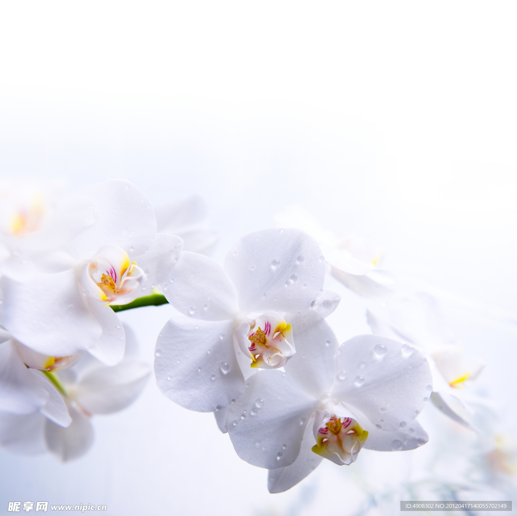 白色花