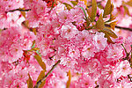 粉色樱花