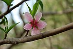 桃花 桃花特写