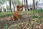 黄毛狗