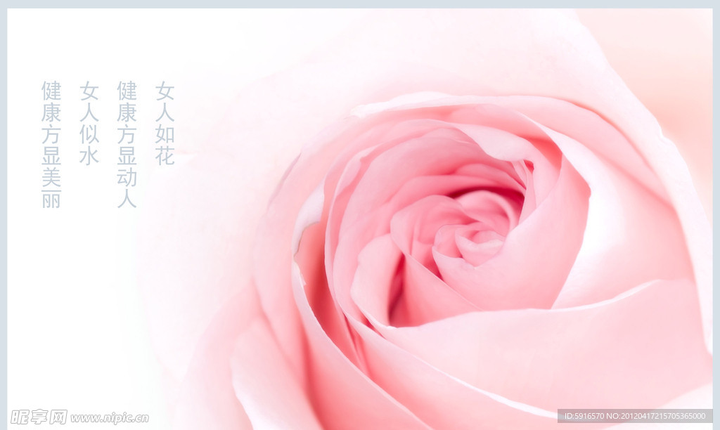 玫瑰花