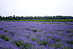 薰衣草地