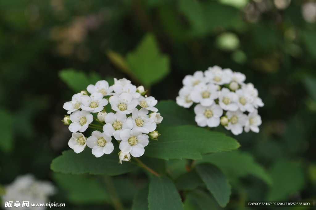 白花