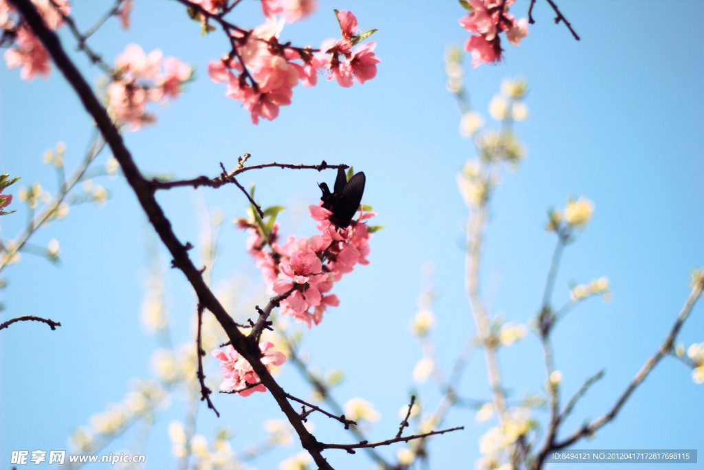 桃花蝴蝶