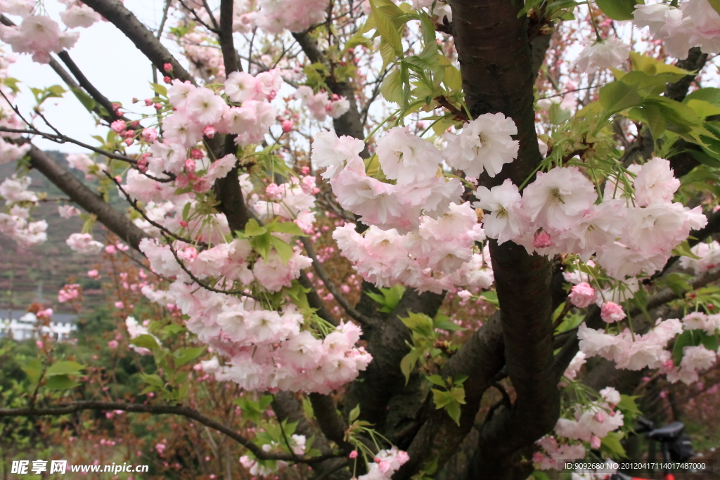 樱花