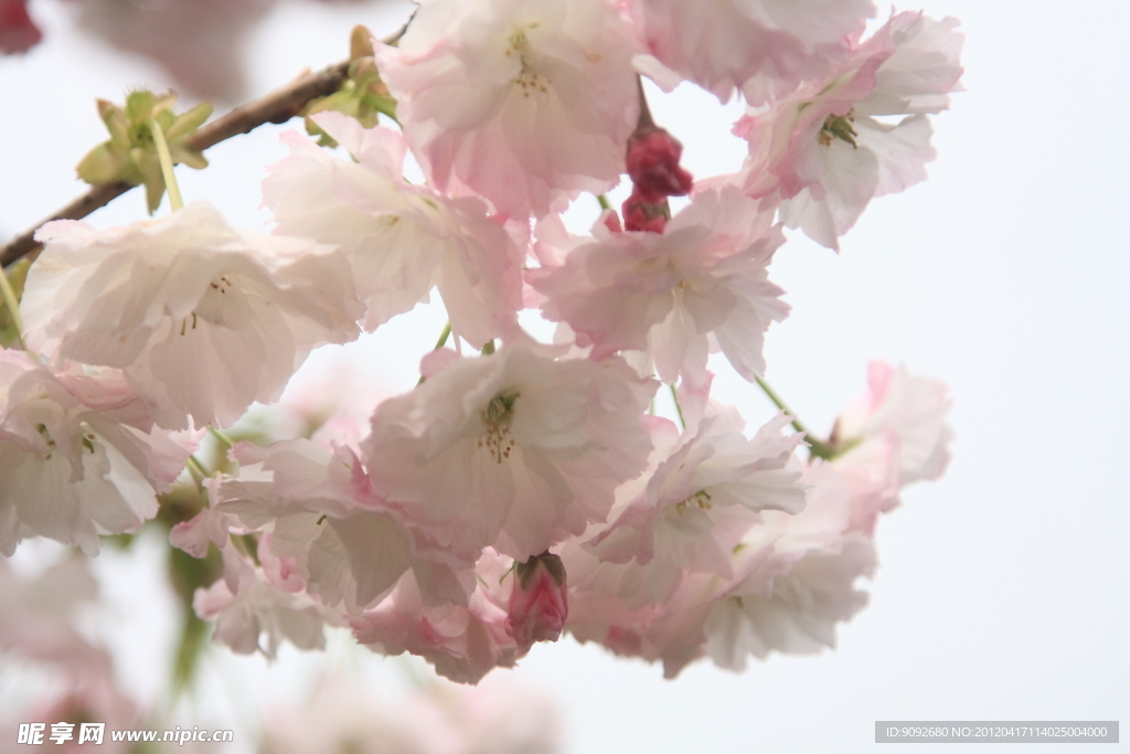 樱花