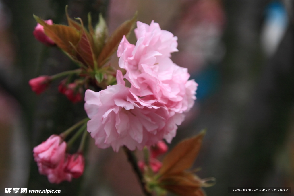 樱花