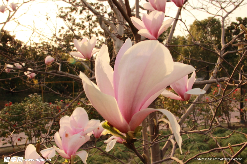 白玉兰