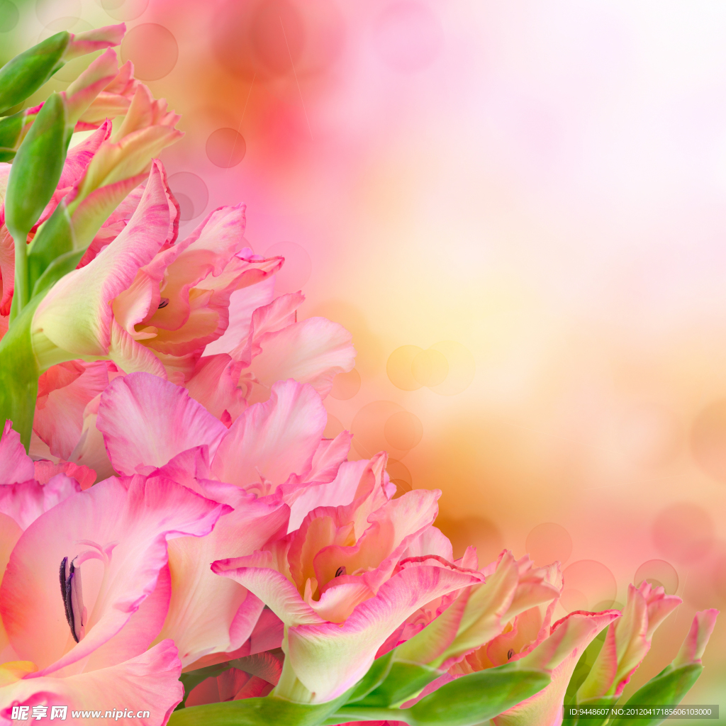 鲜花背景