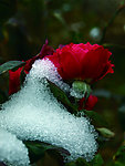 雪花与红花