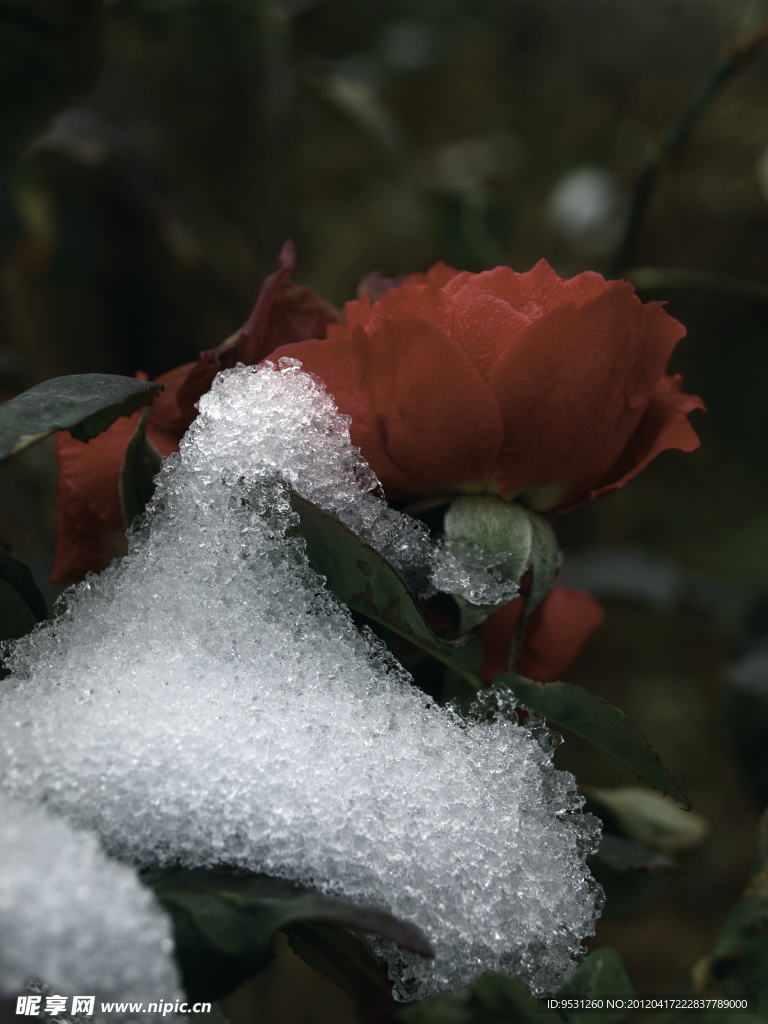 雪花与红花