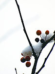 雪与果实