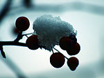 雪与果实