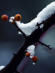 雪与果实
