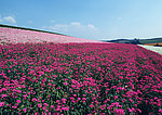 红花丛