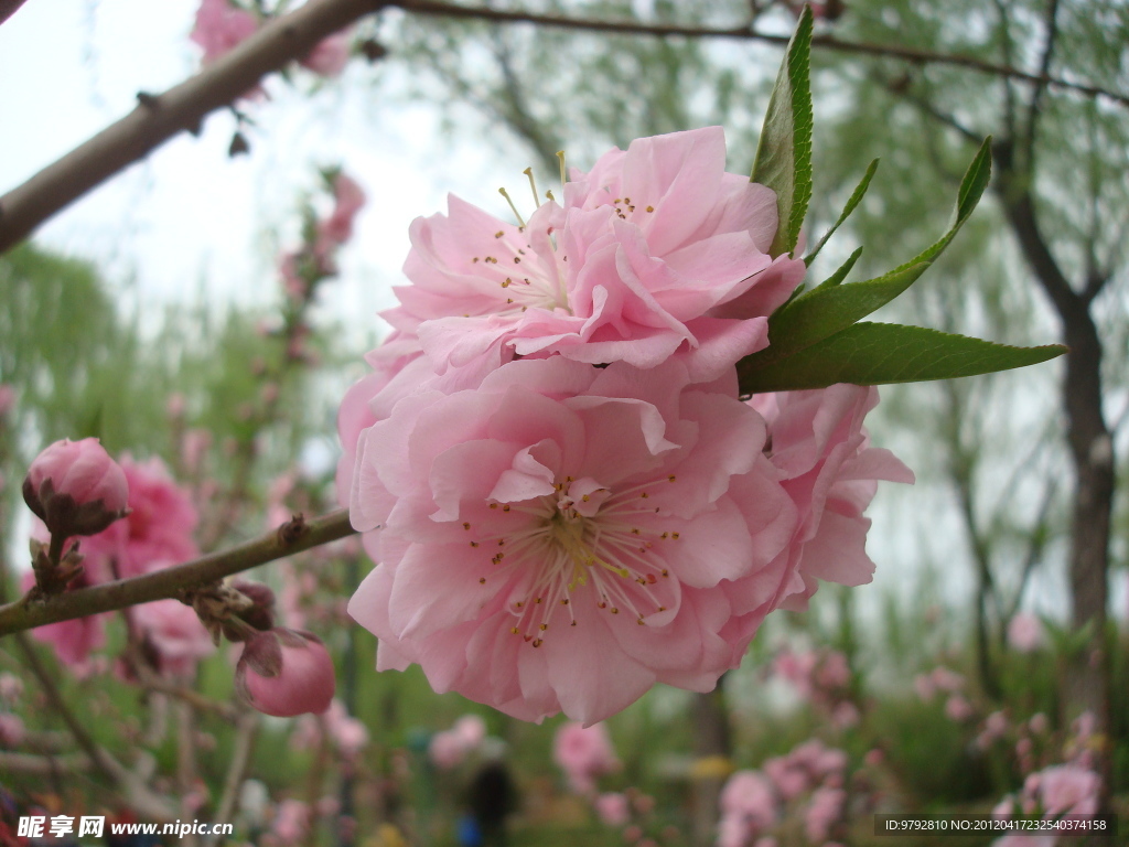 桃花