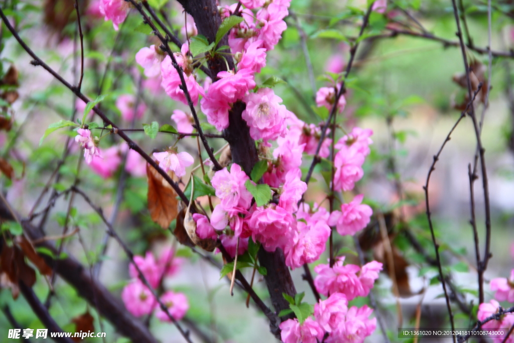 桃花