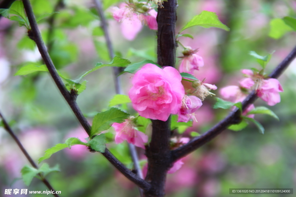 桃花