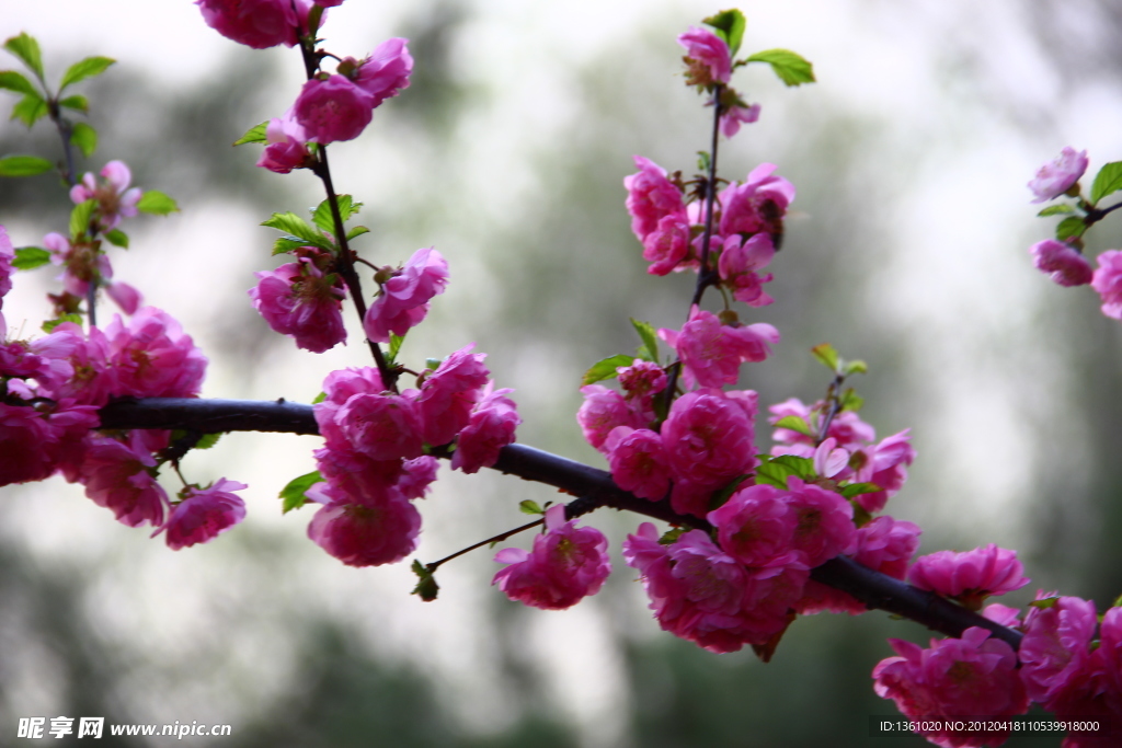 桃花