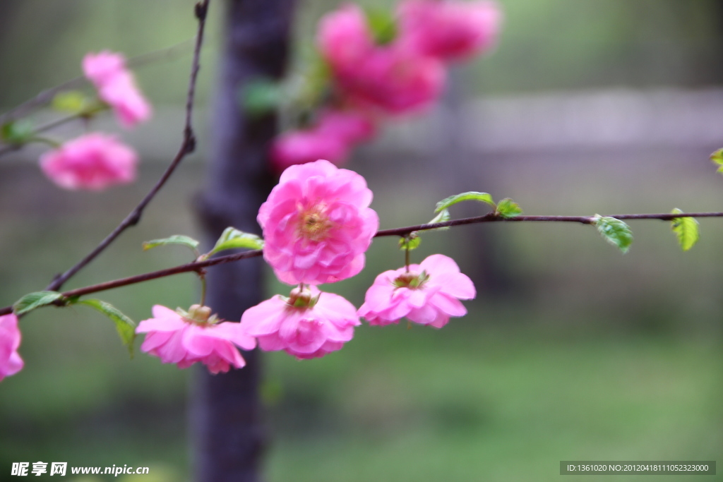 桃花