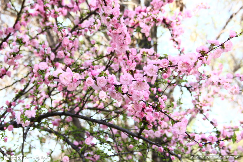 桃花