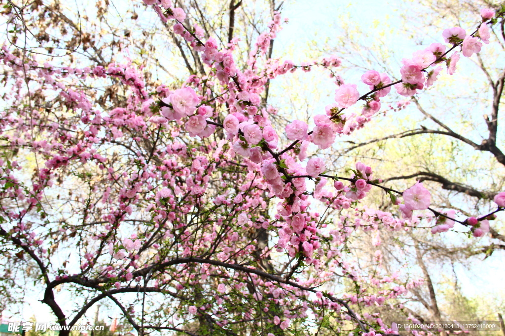桃花