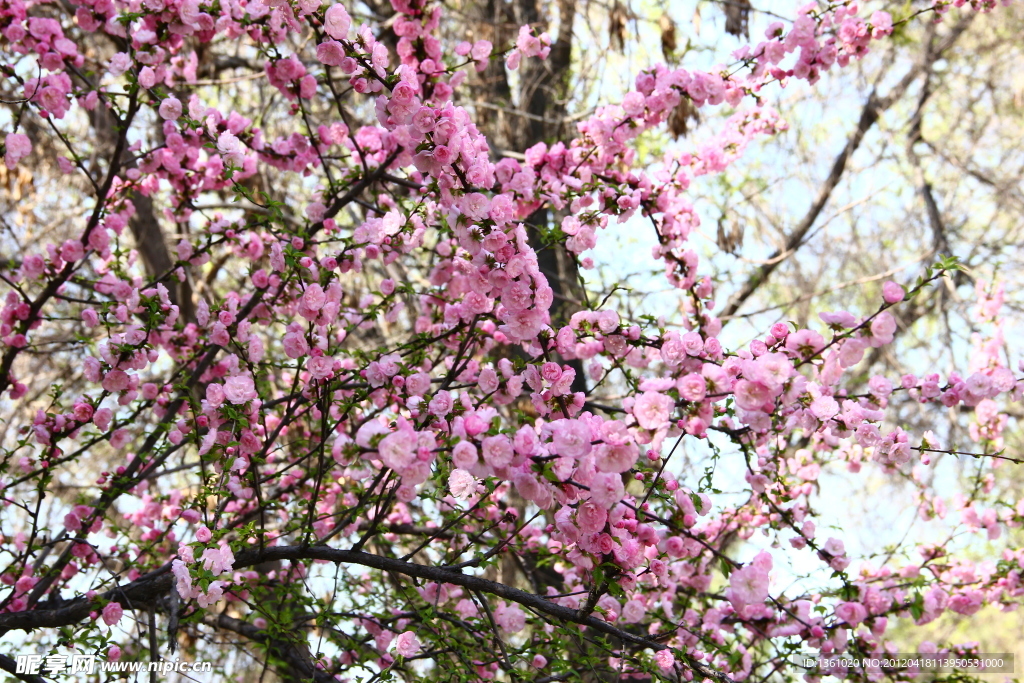 桃花
