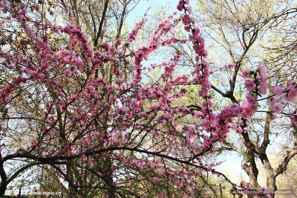 桃花