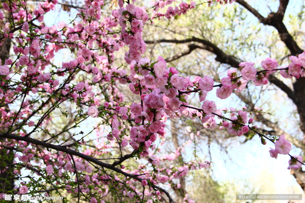 桃花