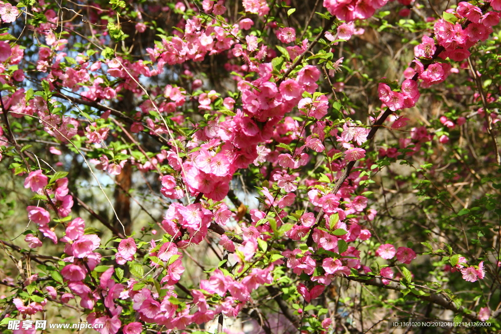 桃花