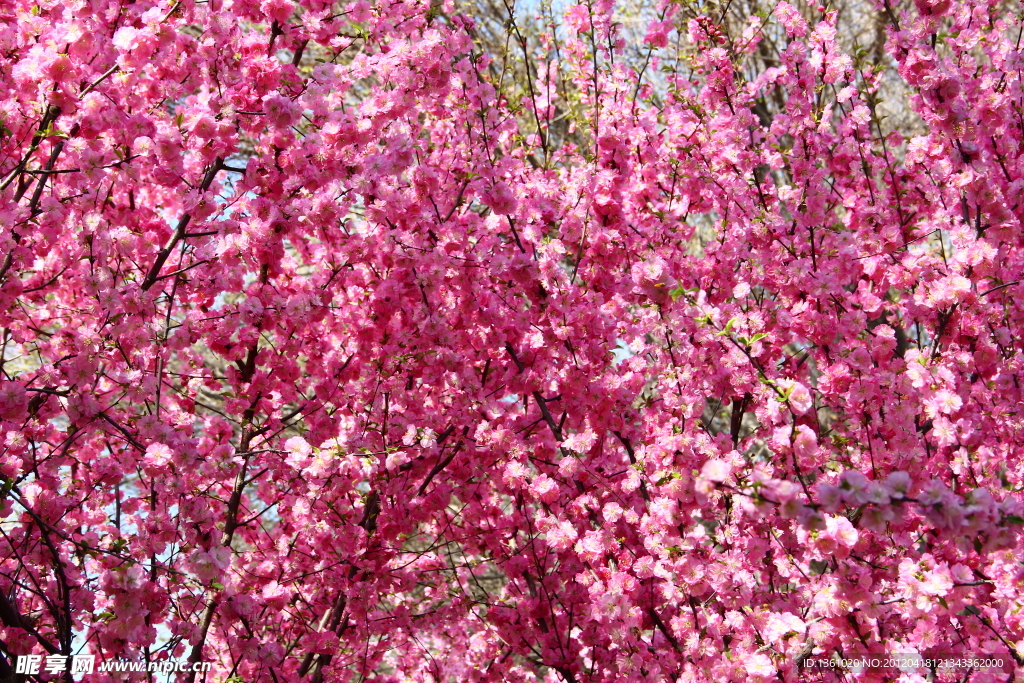 桃花