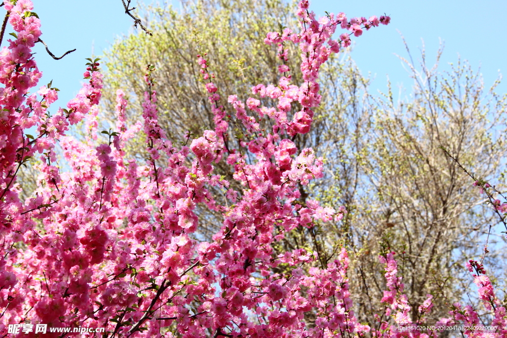 桃花