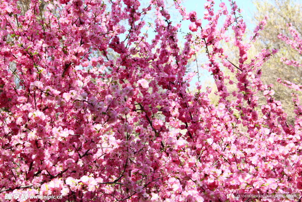 桃花