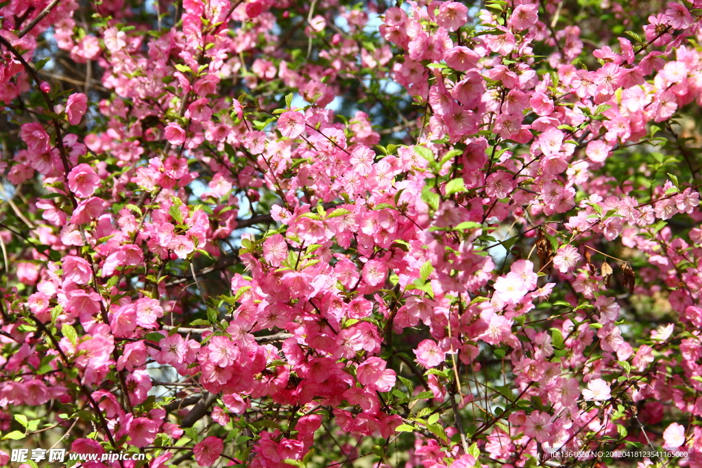 桃花
