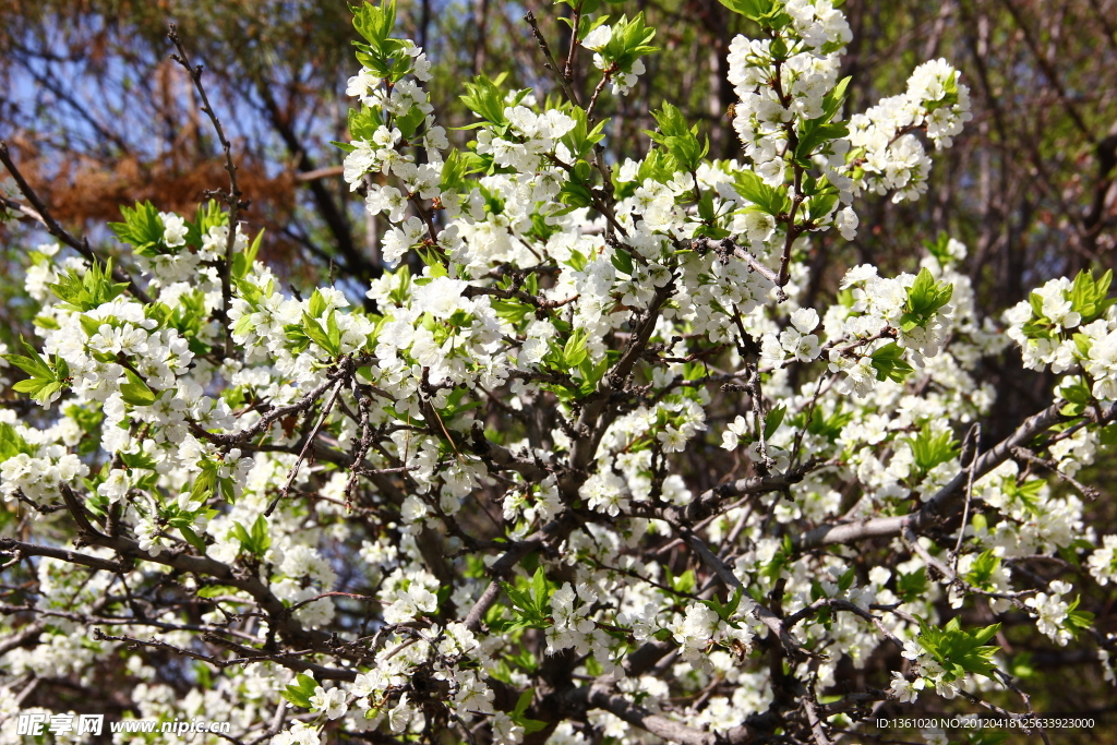 苹果花