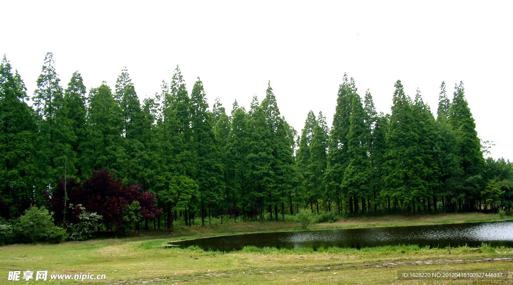树木素材