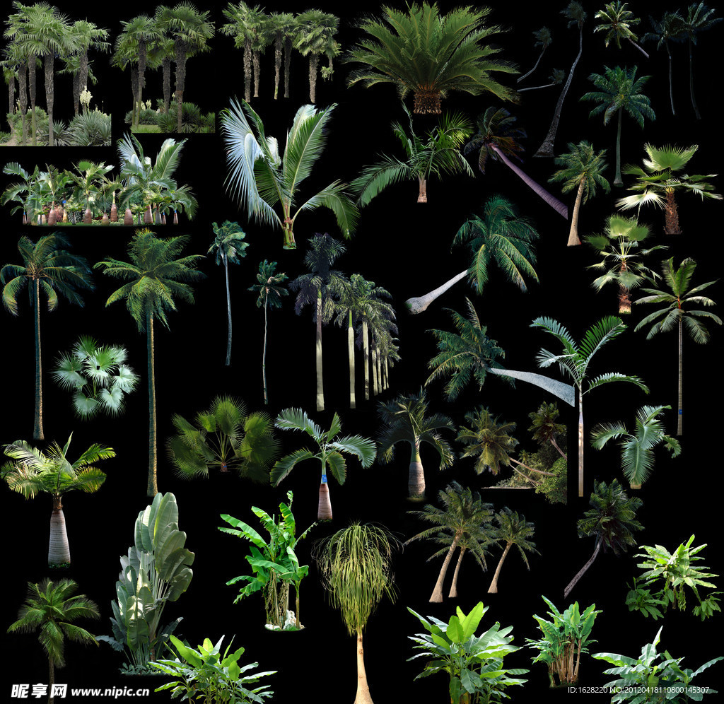 棕榈类植物