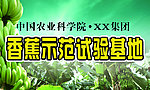 香蕉示范田广告