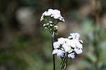 蒲公英