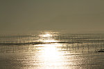 夕阳