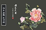 国色天香 牡丹
