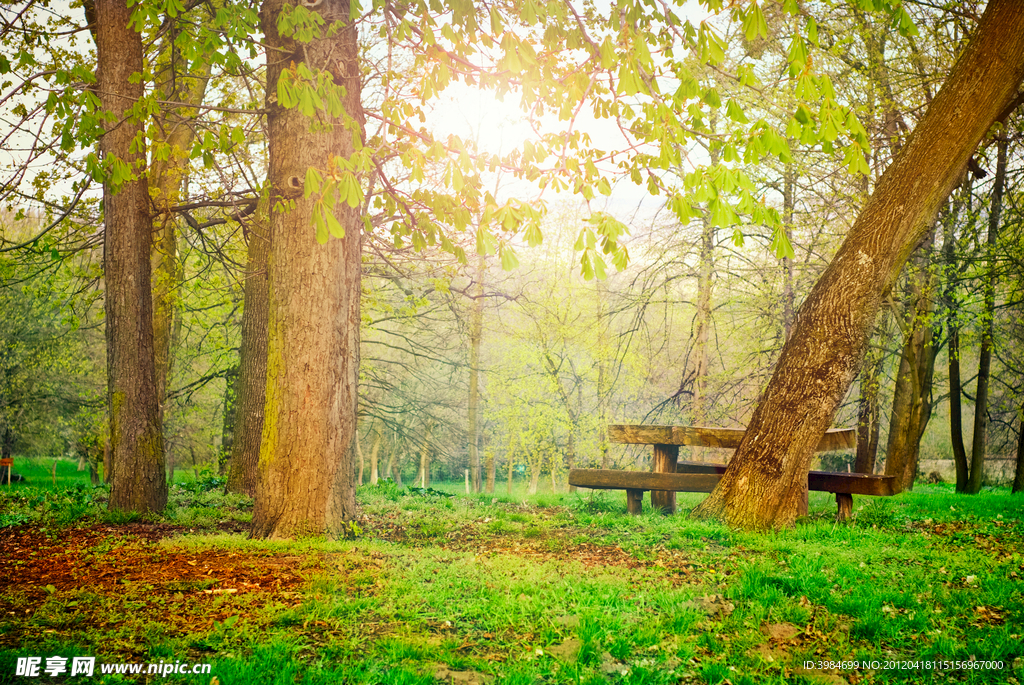 树林风景