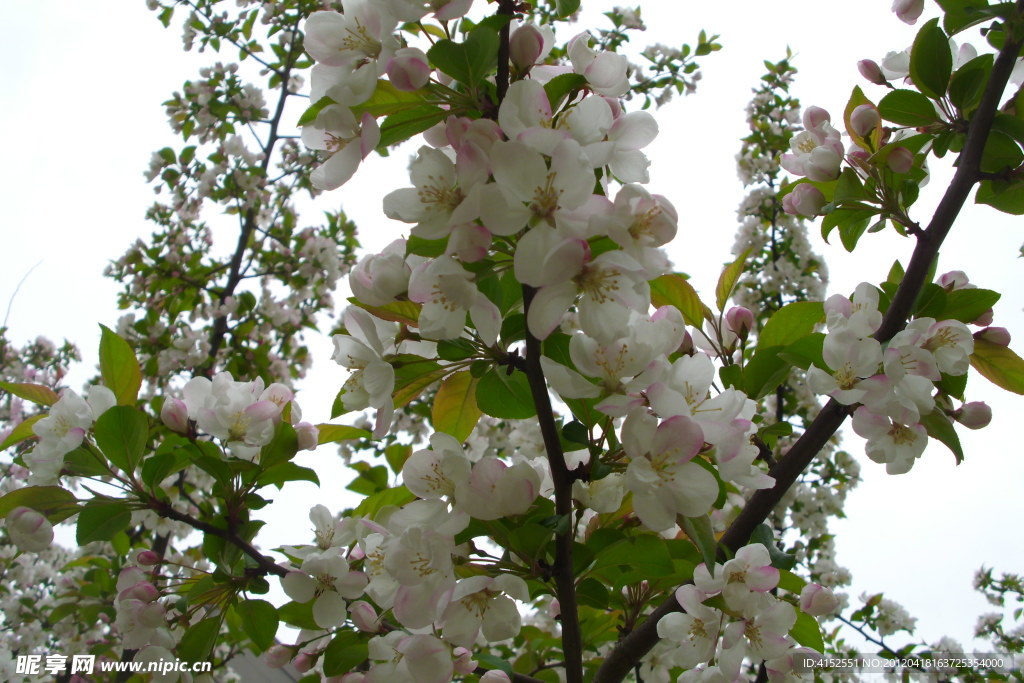梨花