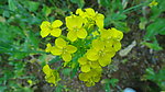 春天田园油菜花