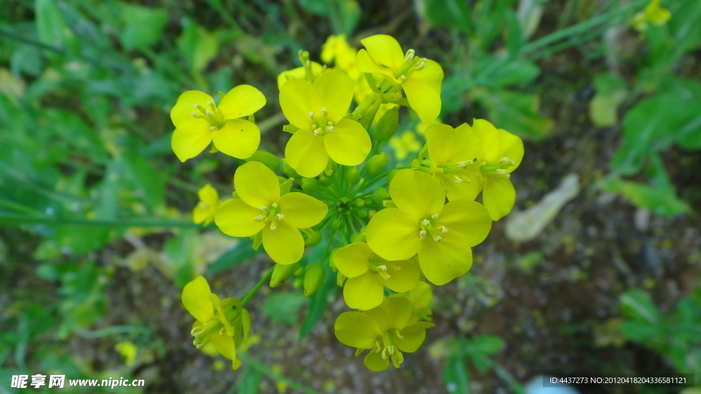 春天田园油菜花