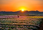 花沁夕阳