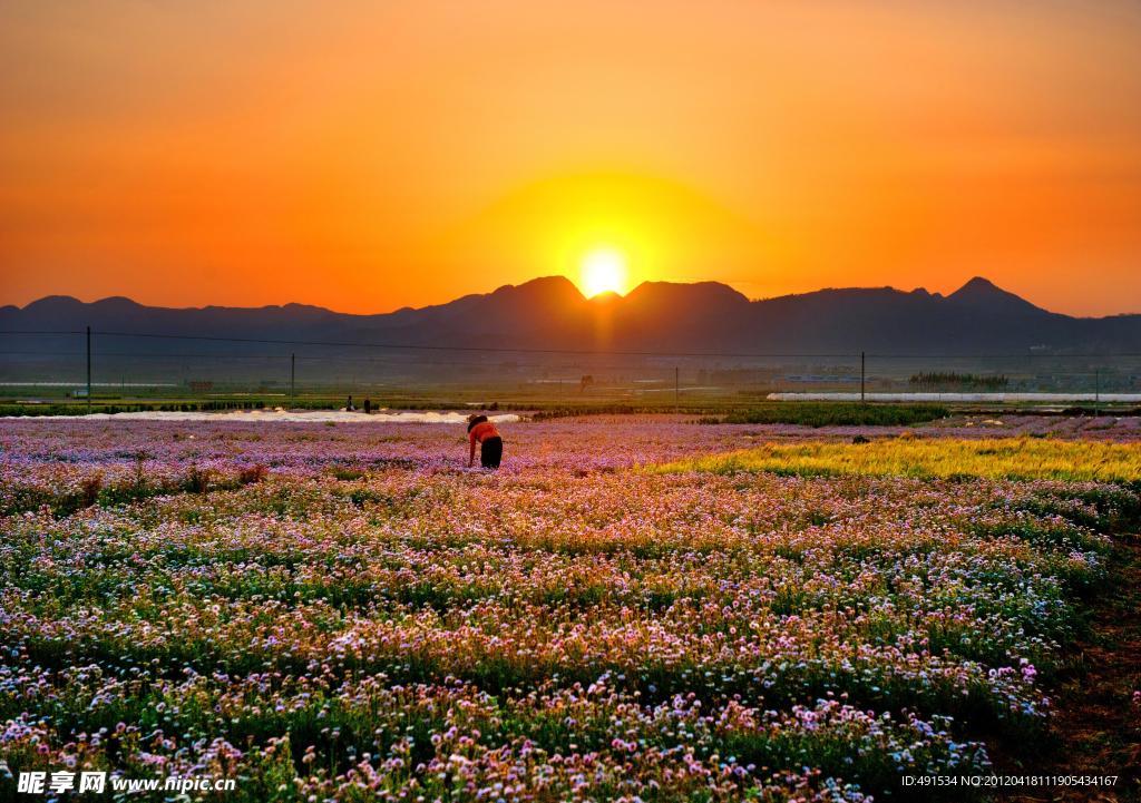 花沁夕阳