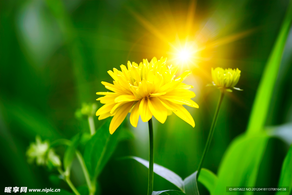 菊花