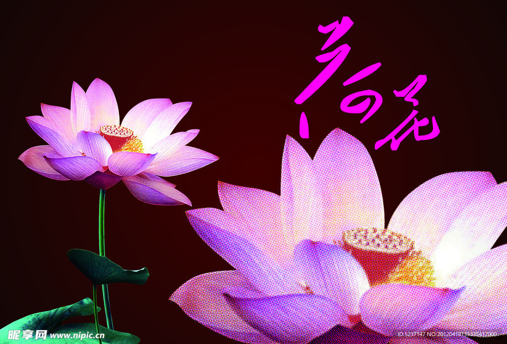 中国风 荷花